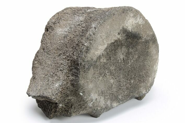 Fossil Whale Thoracic Vertebra - Yorktown Formation #224127